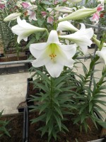 [1726 WhiteWalhalla Mak No02.JPG]